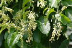 Buckwheat vine